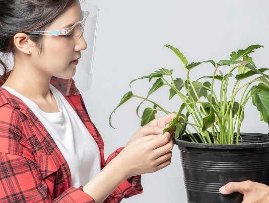 Person in protective gear inspecting a potted plant.